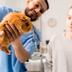 Acompañamiento Veterinario Gestión