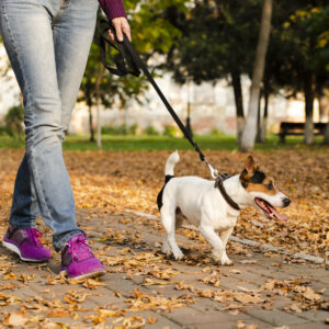 Pasear Mascota Gestión